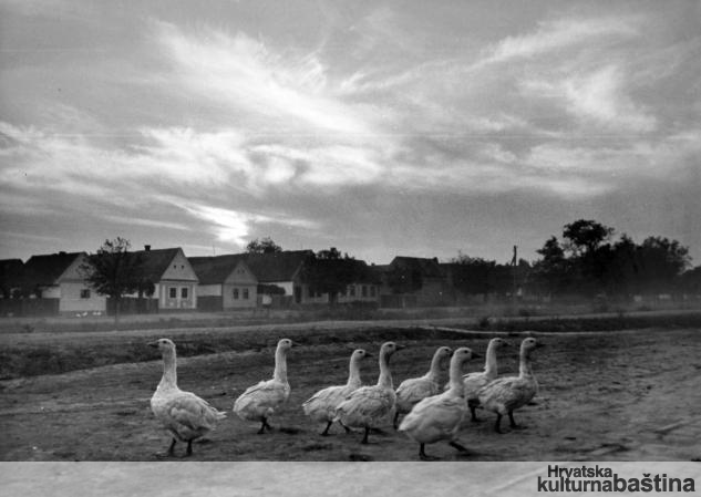 Strošinci_imagelarge-kultura_BW_veliki